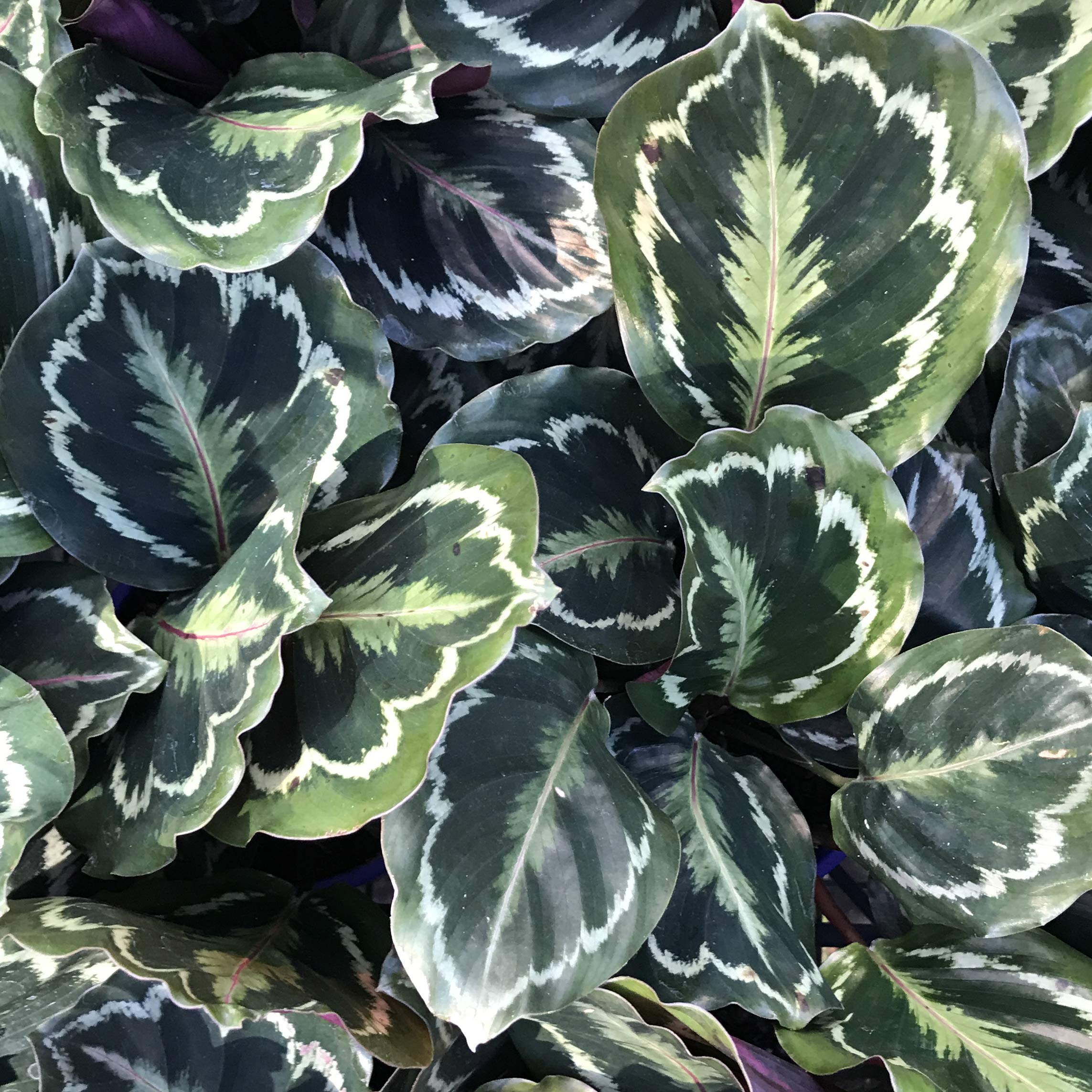 Calathea Medallion Live Plant in 4 Inch Pot - Calathea Roseopicta - Easy to Grow Air Purifying Indoor Houseplant for Home, Office & Bedroom Decor