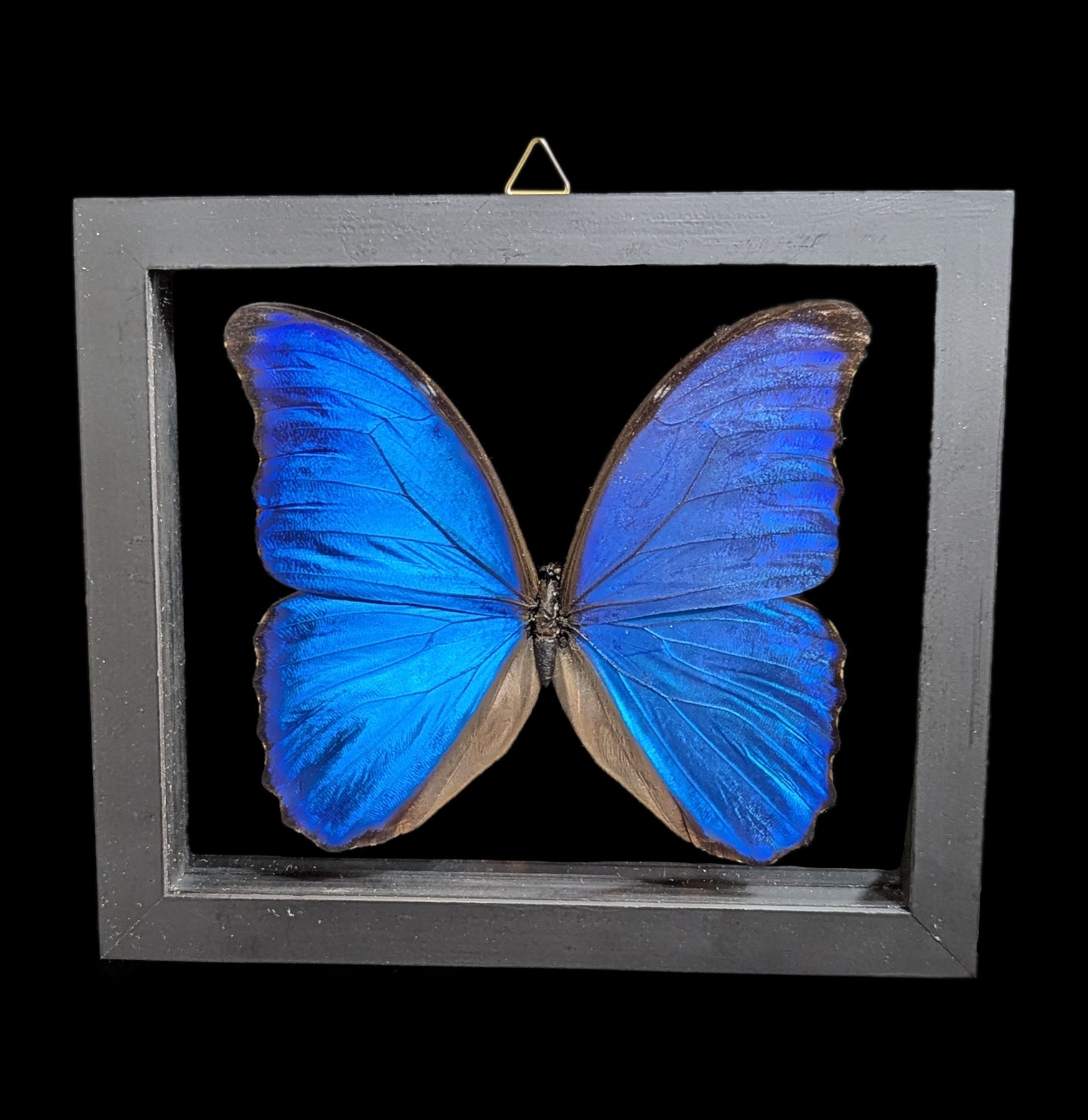 Double Glass Framed Morpho Didius Butterfly - Blue Butterfly Display for Home Decor & Collectors - Perfect for Wall Art, Gift, and Nature Enthusiasts