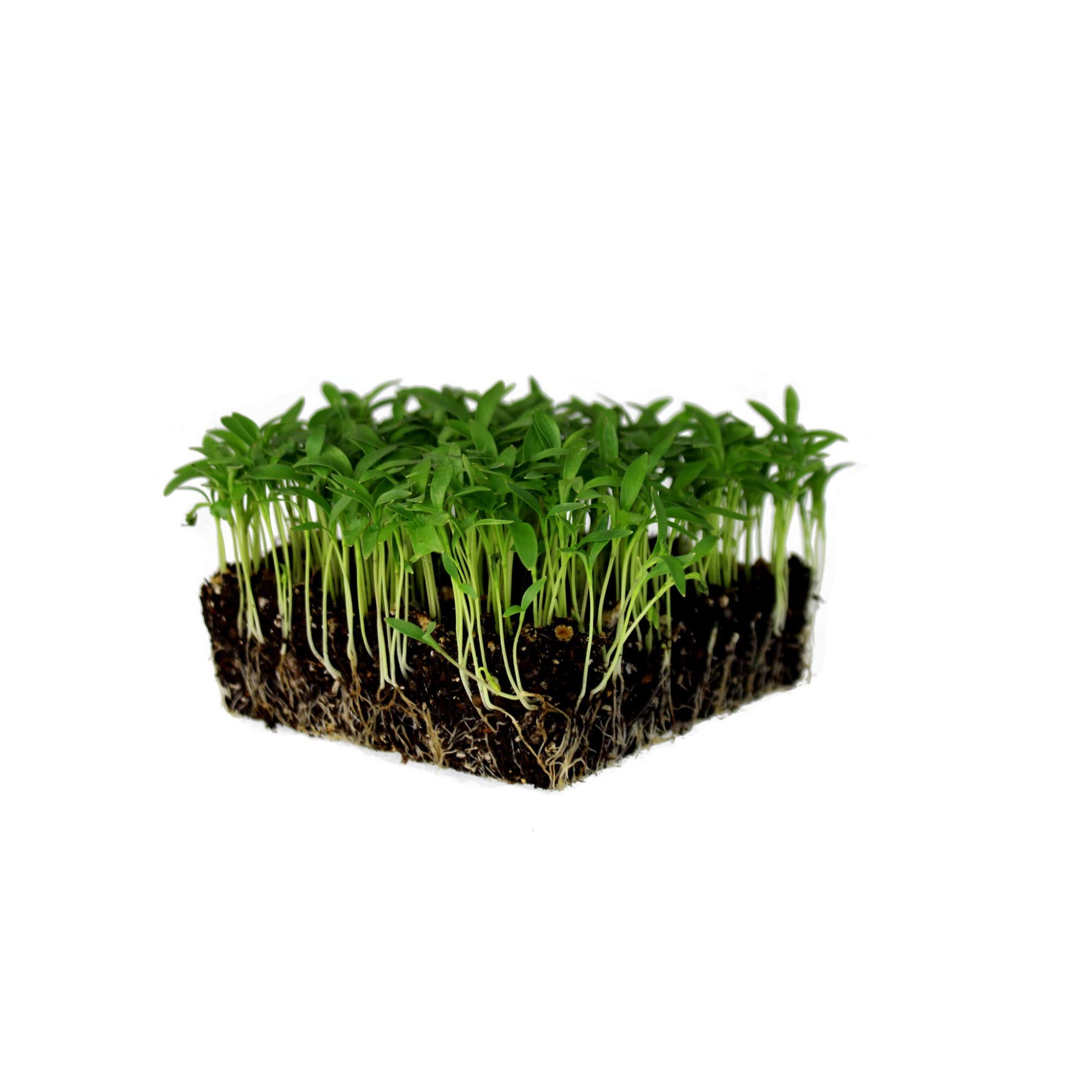 Organic Slow Bolt Cilantro Herb Seeds - 5 Lb (~200,000 Seeds) Non-GMO Heirloom Coriander for Outdoor & Indoor Gardening, Microgreens Kit - Perfect for Home Garden, Countertop Planting, and Fresh Organic Cooking