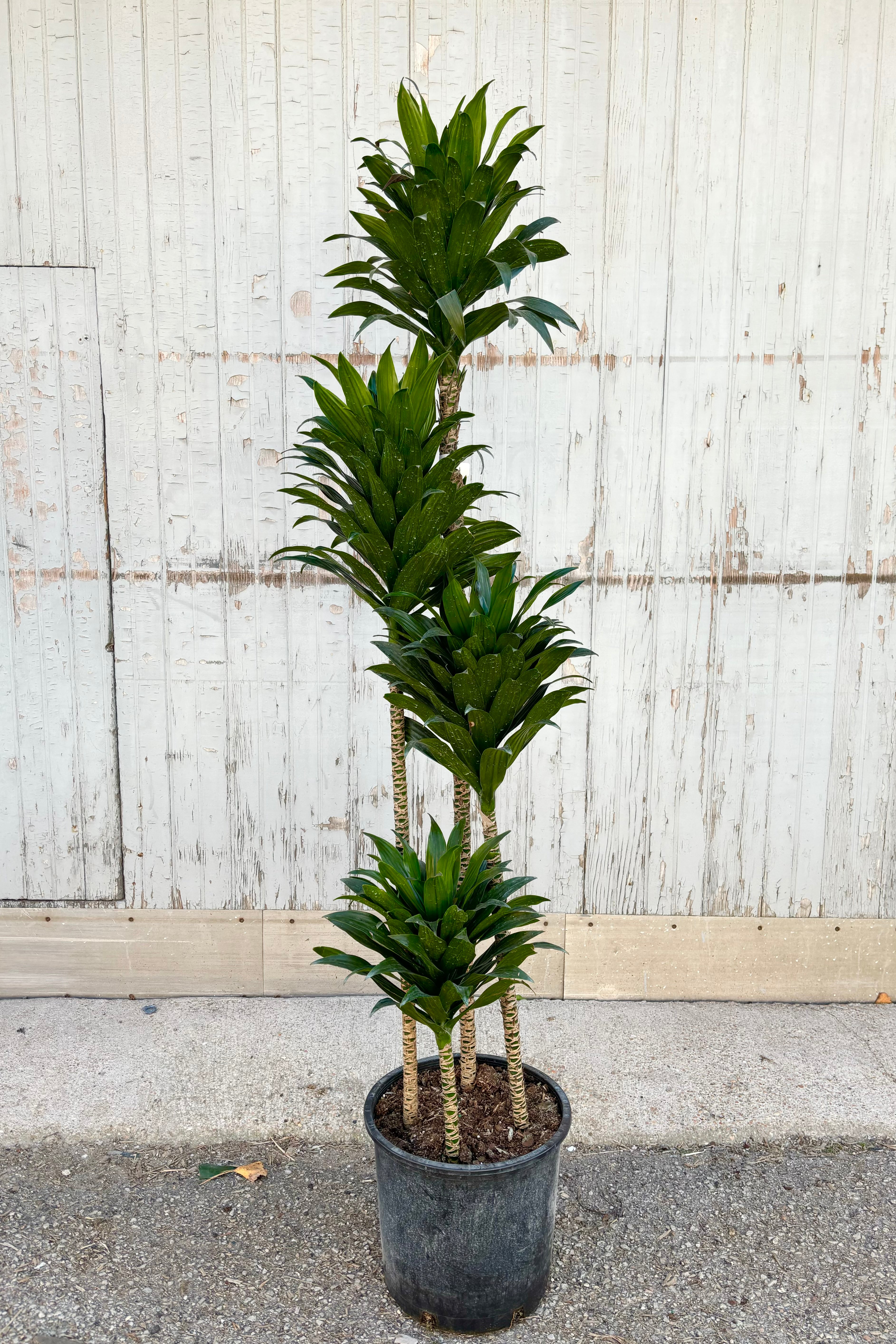 Dracaena 'Janet Craig Compacta' 12