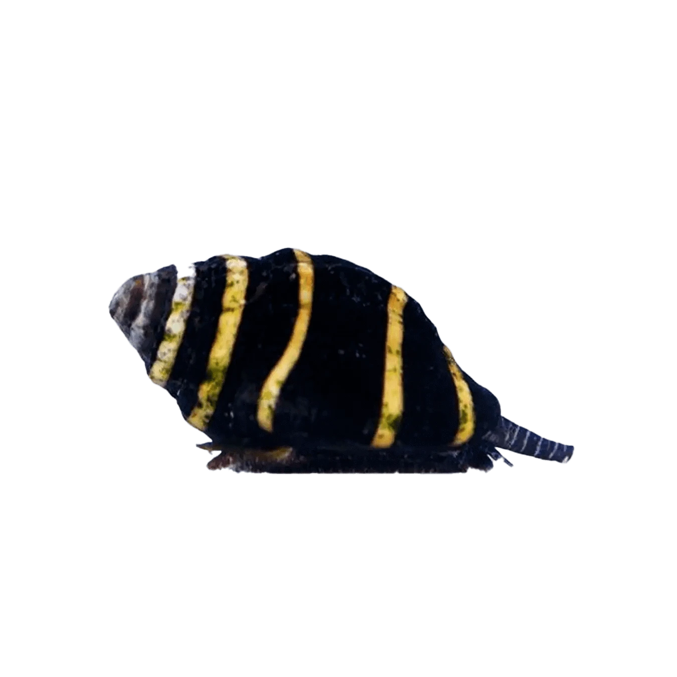 Bumble Bee Snail - Natural Shell Decor for Aquariums, Terrariums & Home Decor | Perfect for Fish Tanks, Beach Themed Parties & DIY Crafts