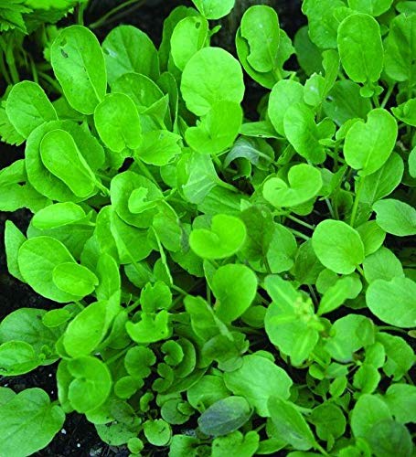 Creasy Greens Southern Seeds (200 Count) - Heirloom, Non-GMO, Easy to Grow | Perfect for Salads, Soups, and Southern Cooking
