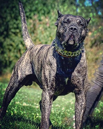 Bestia® Genuine Leather Personalized Dog Collar with Name Engraved on Stainless Steel - 2.5 Inch Wide Padded Collar for Large Breed Dogs - Durable & Comfortable Handmade Dog Collar for Pitbull, Cane Corso, Rottweiler & Bully - Perfect for Training, Walks & Outdoor Adventures