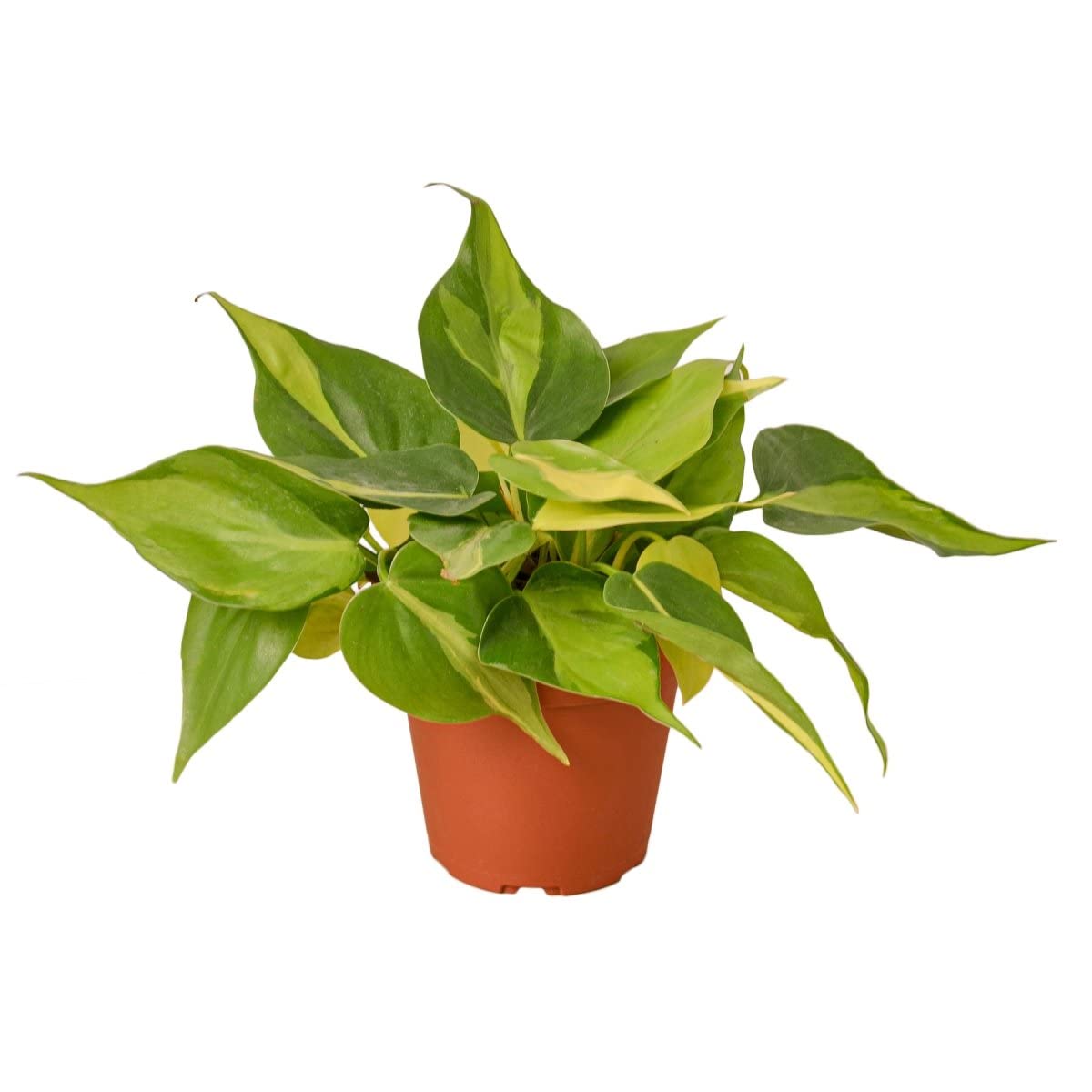 Philodendron Brasil House Plant - 4 Inch Pot with Live Indoor Plant for Home & Office Decor | Perfect for Living Room, Bedroom, or Desk