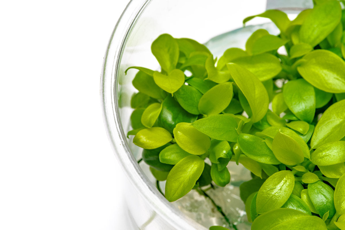 Anubias Nana Golden - Live Aquarium Plant for Freshwater Fish Tanks - Perfect for Aquascaping, Nano Tanks & Low Light Aquariums
