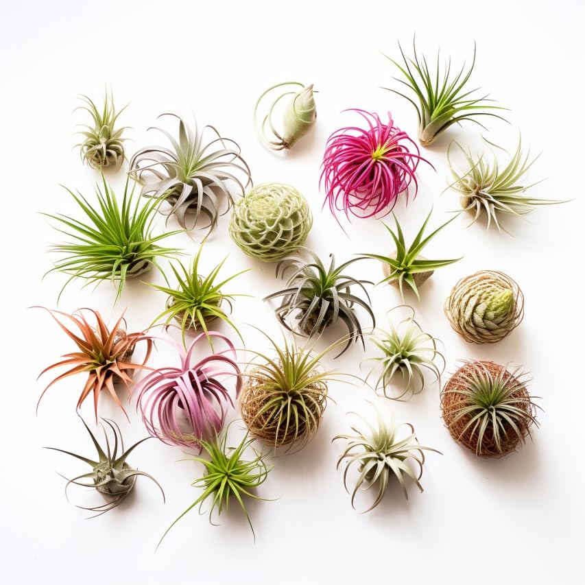 Live Air Plants Variety Pack - Tillandsia Assortment (Pack of 8) | 1-5 inch Easy Care Indoor Plants | Perfect for Terrariums, Home Decor & Office Spaces | CA Grown