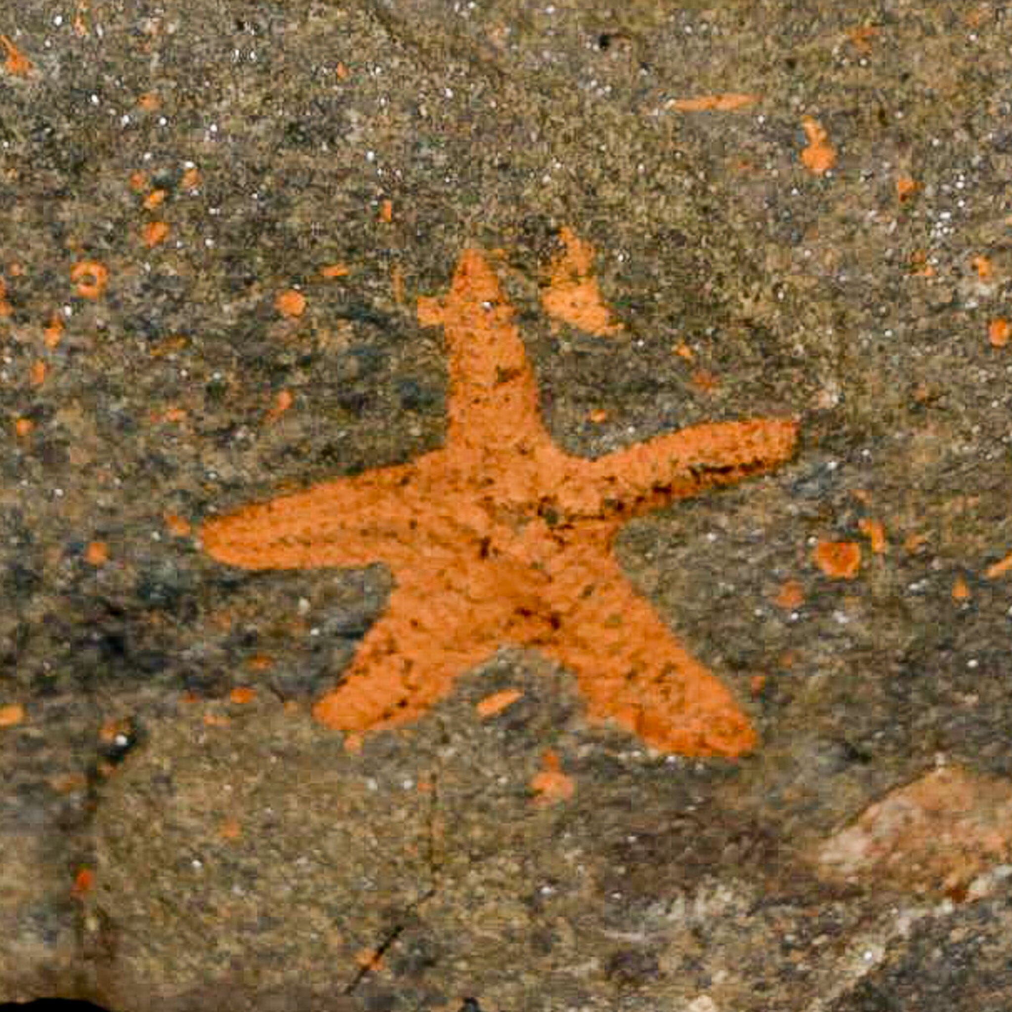 24MM Brittlestar Petraster Starfish Fossil - Ordovician Age (450 Million Years Old) - Authentic Blekus Morocco Specimen with COA - Perfect for Collectors, Education & Home Decor