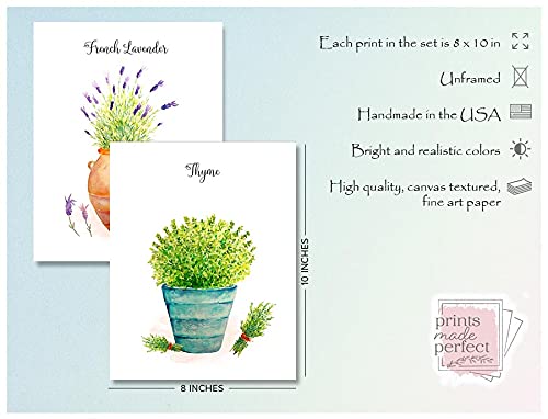 Farmhouse Kitchen Wall Art - Set of 7 Herb Prints in Pots, 8x10 Unframed Botanical Prints for Home Decor | Perfect for Country Style Kitchens, Dining Rooms & Cottage Interiors