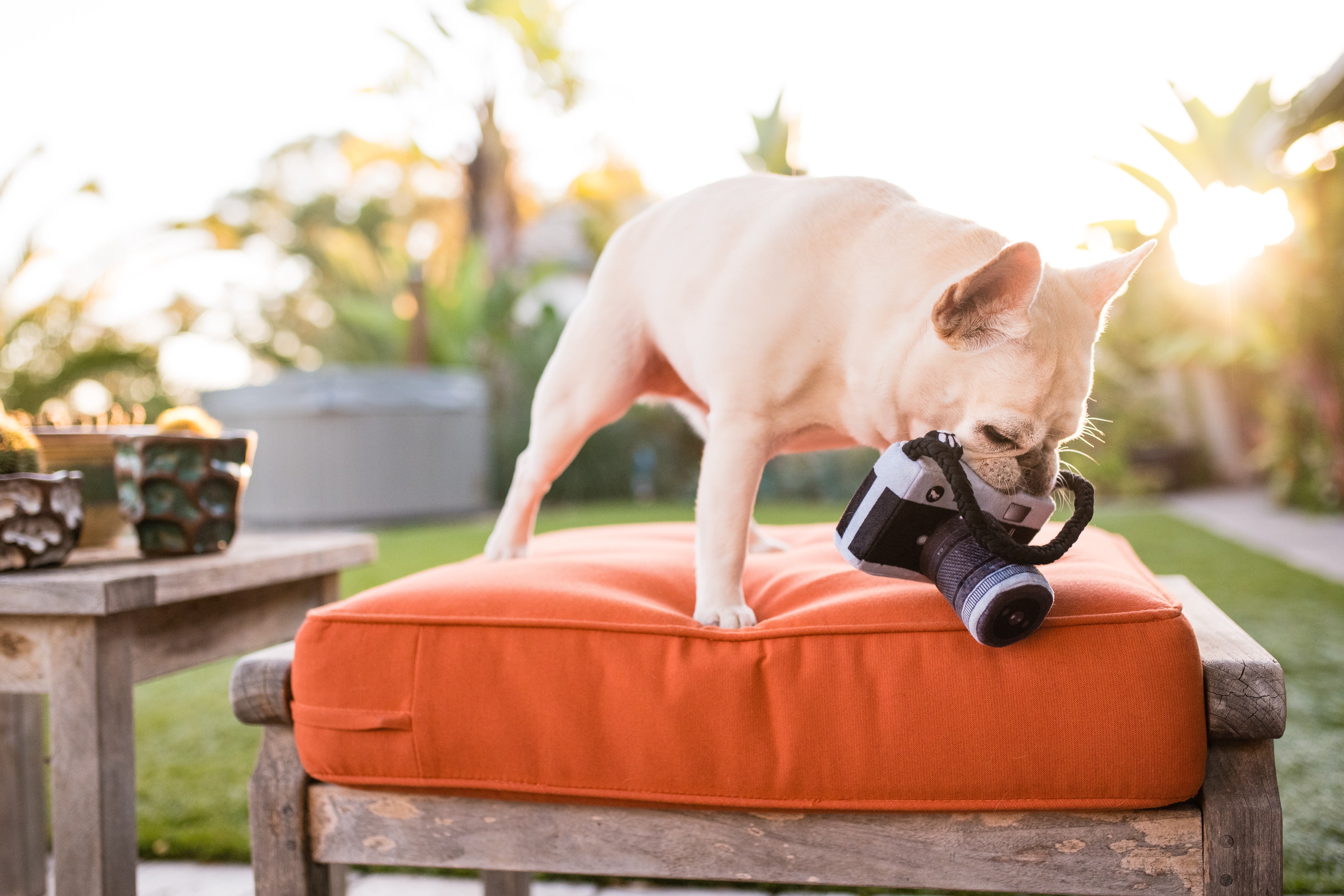 Globetrotter Plush Dog Toy Camera - Durable & Fun Chew Toy for Small & Large Dogs | Perfect for Playtime, Training & Travel