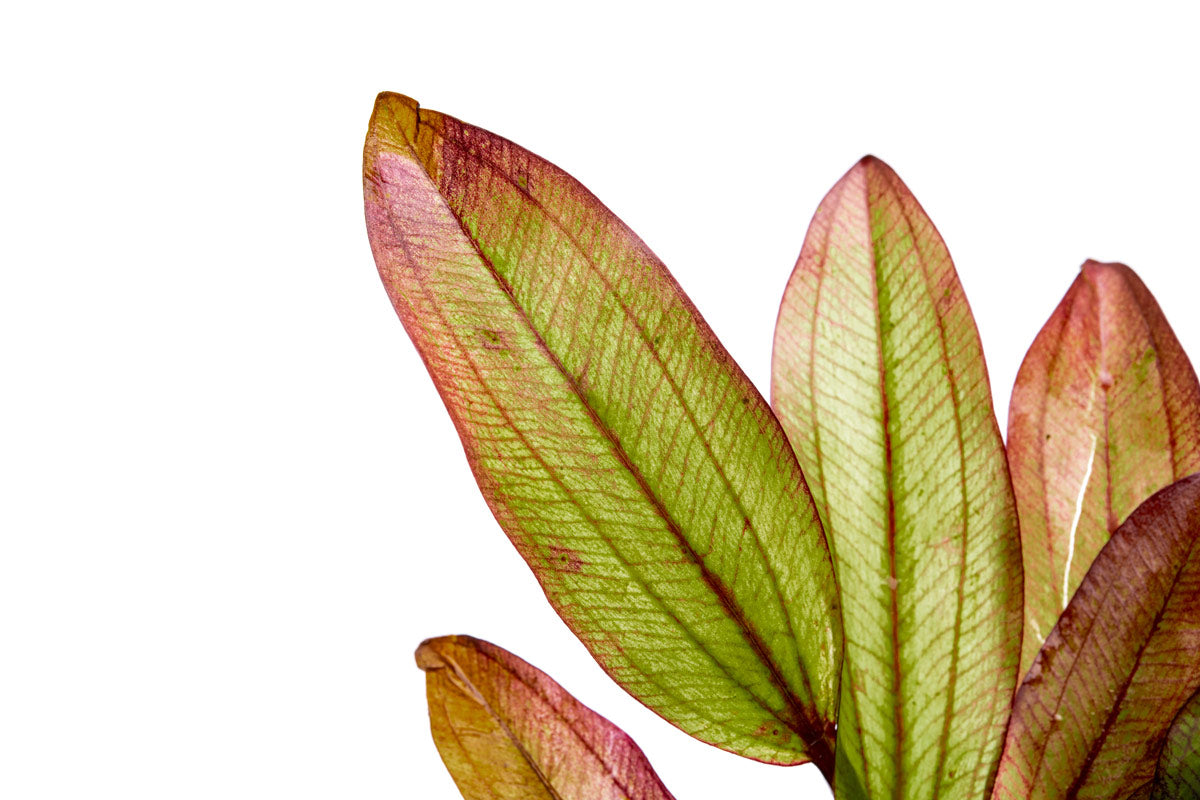 Echinodorus Devil Eye Live Aquarium Plant - Easy Care Aquatic Plant for Fish Tanks, Ponds & Aquascaping | Perfect for Beginners & Planted Aquariums