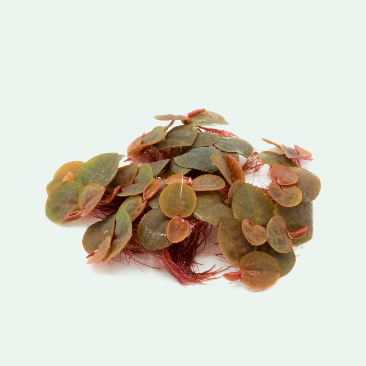 Phyllanthus Fluitans Red Root Floater - Live Aquatic Floating Plant for Ponds & Aquariums | Perfect for Water Gardens, Fish Tanks, and Natural Filtration