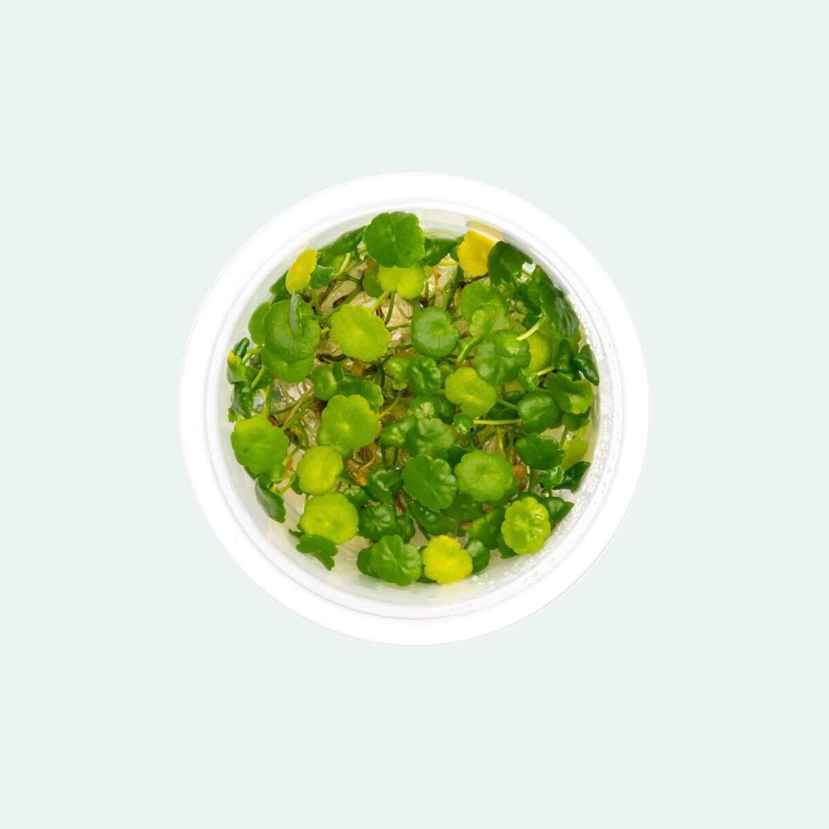 Hydrocotyle Verticillata (Whorled Pennywort) - Aquatic Plant for Aquariums, Ponds & Water Gardens | Perfect for Fish Tanks & Aquatic Landscaping
