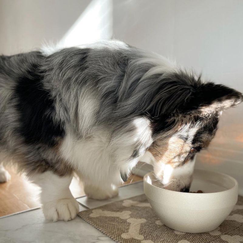 Peachy Dogs Ceramic Dog Bowl - Premium Cream Pet Food Dish for Small & Medium Dogs - Perfect for Home, Kitchen, or Outdoor Use