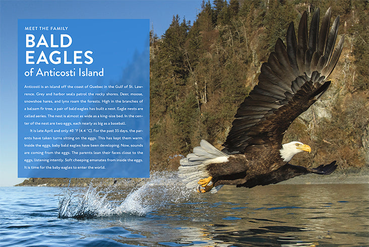 Eagle 978-1-64026-181-5 - Premium Quality for Collectors, Gifts & Home Decor | Perfect for Book Lovers, Office Display & Unique Present Ideas