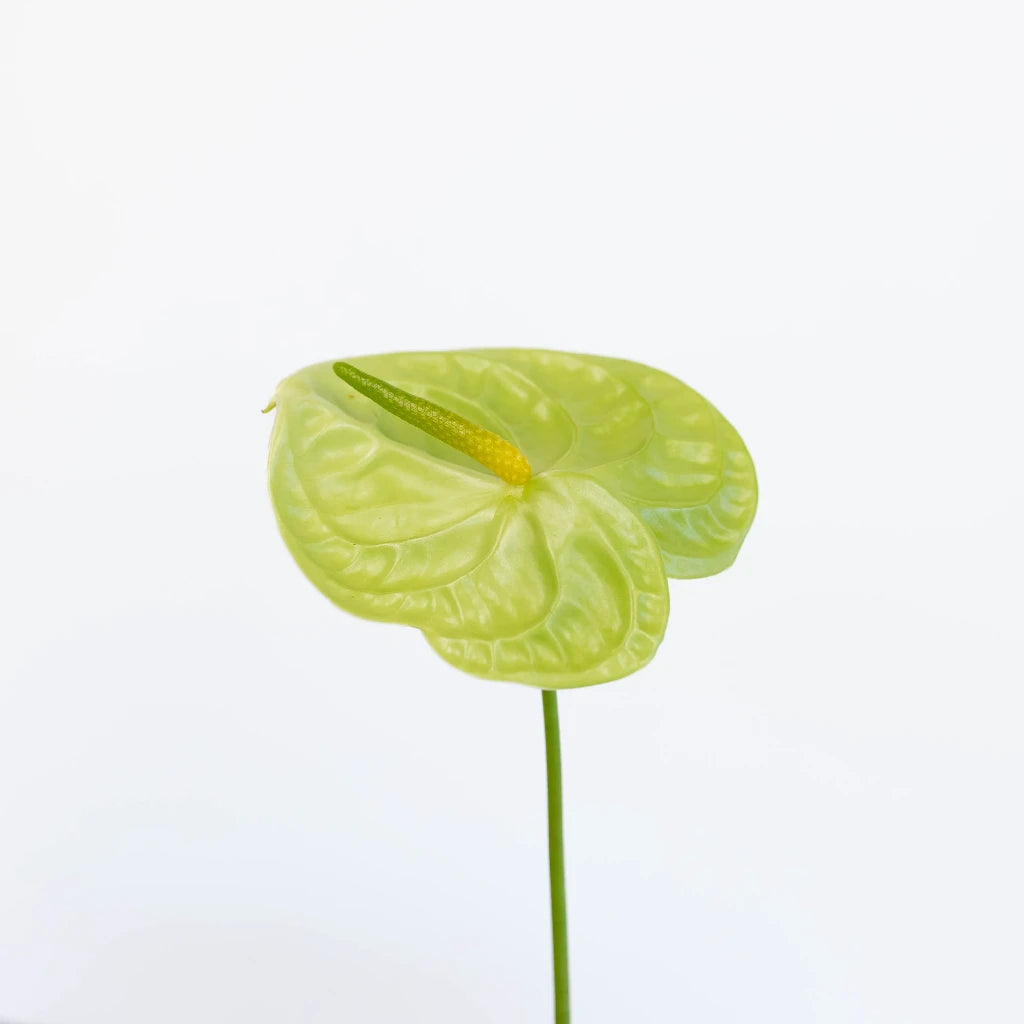 Anthurium Apple Green Tropical Flower - Exotic Live Houseplant for Home & Office Decor - Perfect for Gifts, Weddings, and Indoor Gardening