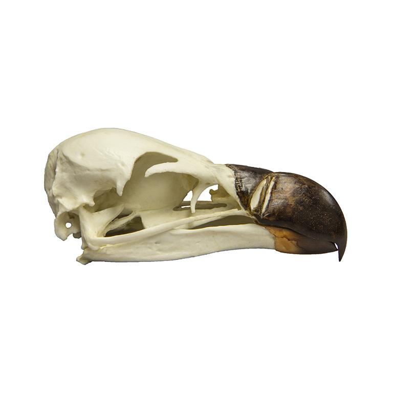 Authentic Replica Griffon Vulture Skull - Lifelike Animal Bone Specimen for Home Decor, Gothic Display, Halloween Props & Educational Science Collection