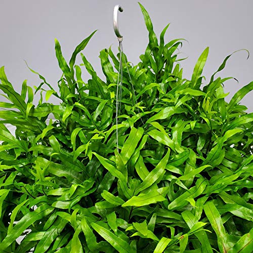 Kangaroo Fern Hanging Basket - 12 Inch Indoor Outdoor Hanging Planter with 20-24 Inch Spread - Tropical Houseplant from Florida (Includes Plant, Fertilizer & Potting Soil) - Perfect for Patio, Balcony, Living Room & Office Decor