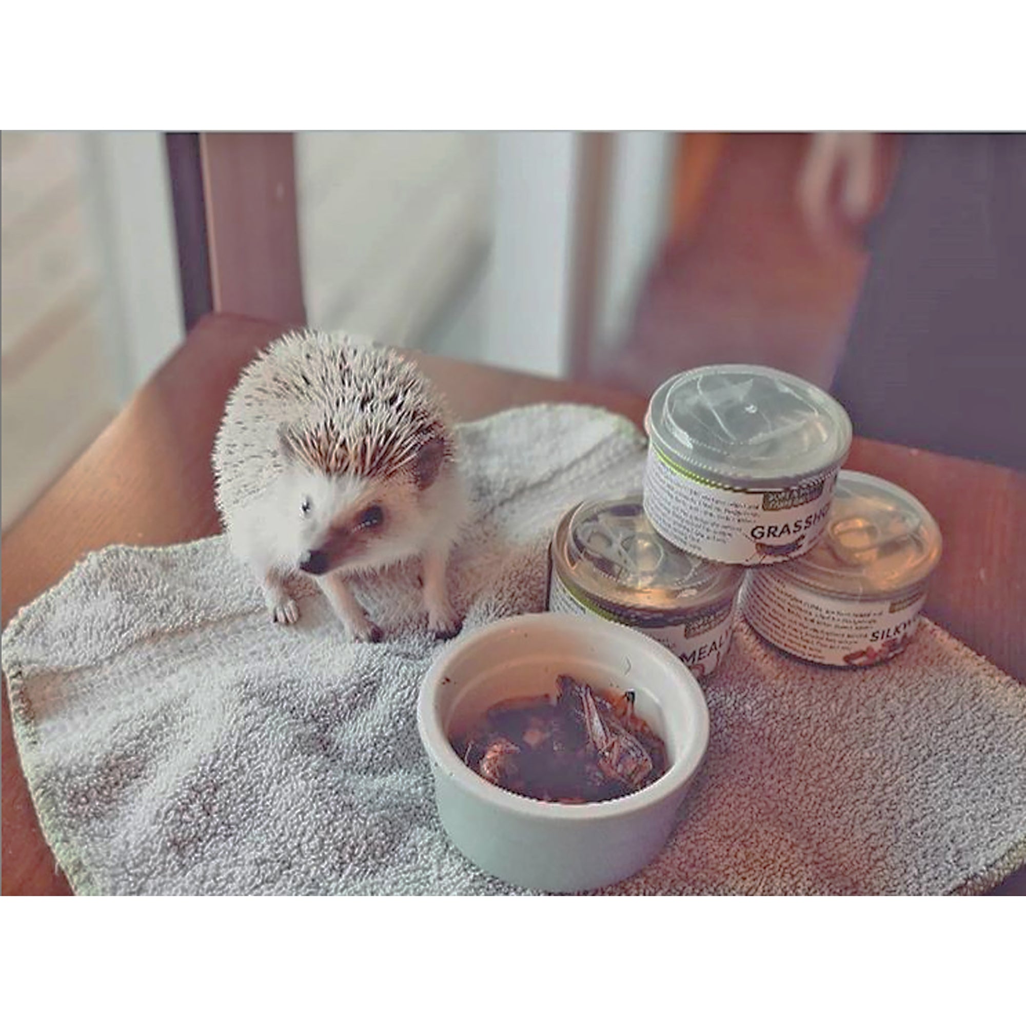 Nutritious Canned Crickets - High-Protein Edible Insects for Reptiles, Birds & Human Consumption | Perfect for Pet Food, Survival Kits & Sustainable Snacking