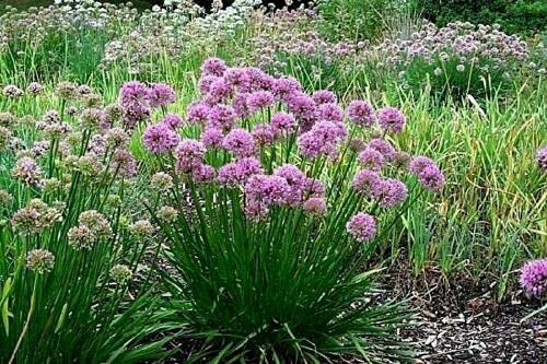 100+ Prairie Onion Seeds - Native Wildflower Herb for Dry Soils & Rock Gardens | Drought-Tolerant Perennial Flowering Plant for Landscaping & Pollinator Gardens