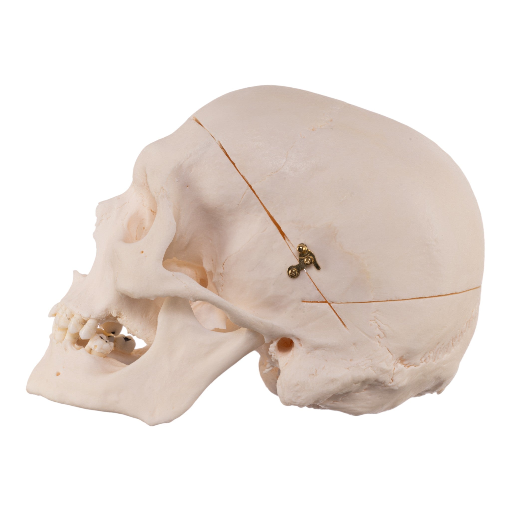 Premium Anatomical Human Skull Model - Accurate Medical & Educational Replica for Doctors, Students & Halloween Decor | Perfect for Classrooms, Labs & Spooky Home Decor