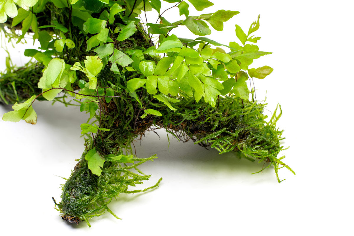 Adiantum Capillus Veneris & Moss Driftwood - Natural Decorative Wood for Aquariums, Terrariums & Home Decor