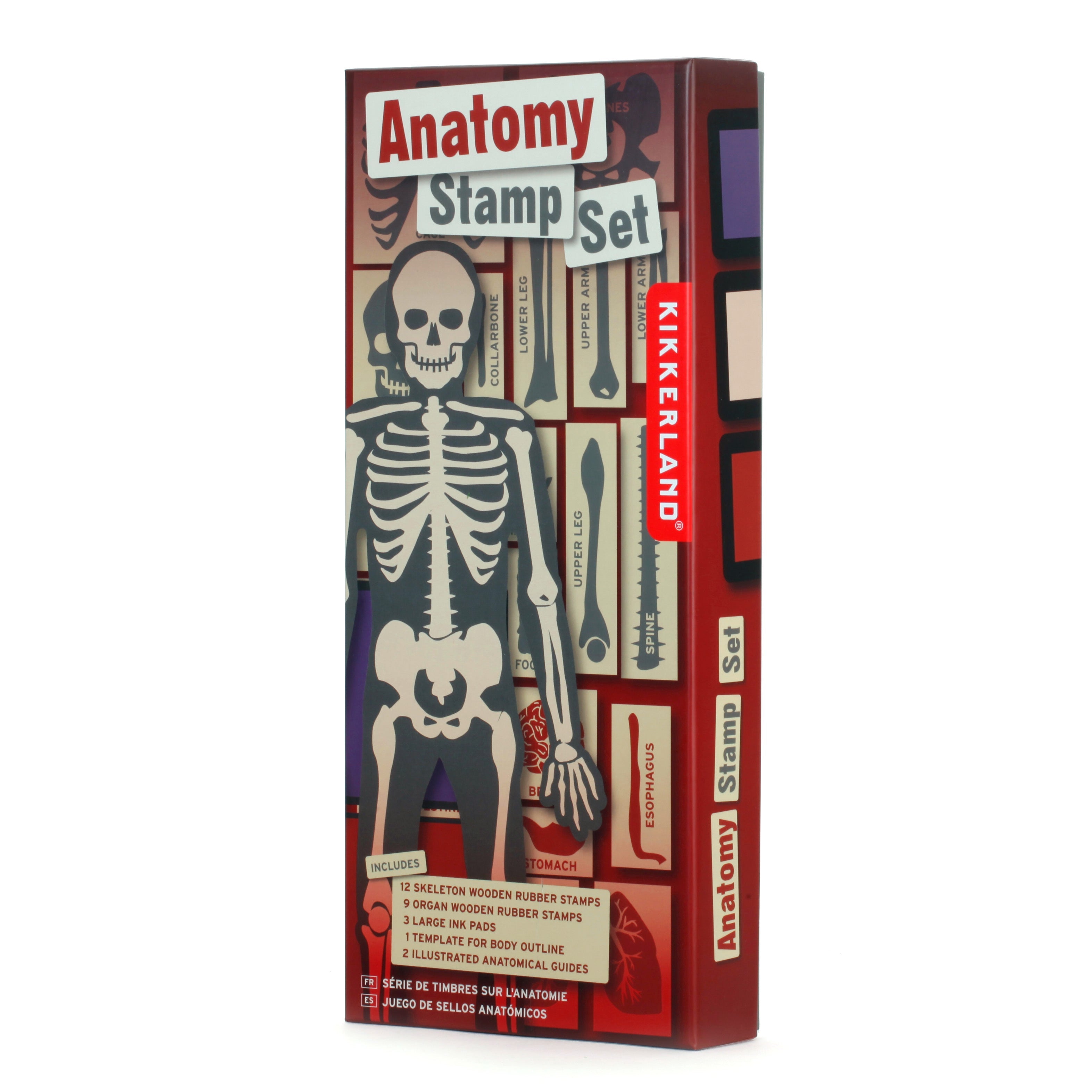 Human Anatomy Stamp Set for Medical Students & Teachers - Perfect for Study Notes, Classroom Activities & Science Projects