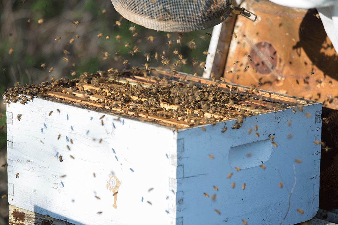 Live Honey Bee Package for Sale - Pickup Only in NSW | Perfect for Beekeeping & Pollination