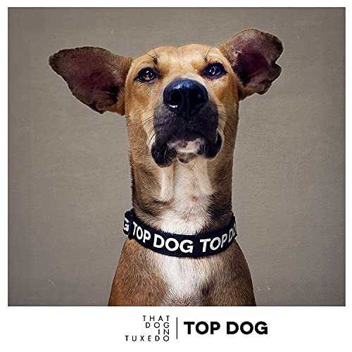 Premium Adjustable Strong Dog Collar - Tuxedo Style for Large Dogs (Black, XL) - Perfect for Weddings, Parties & Formal Events