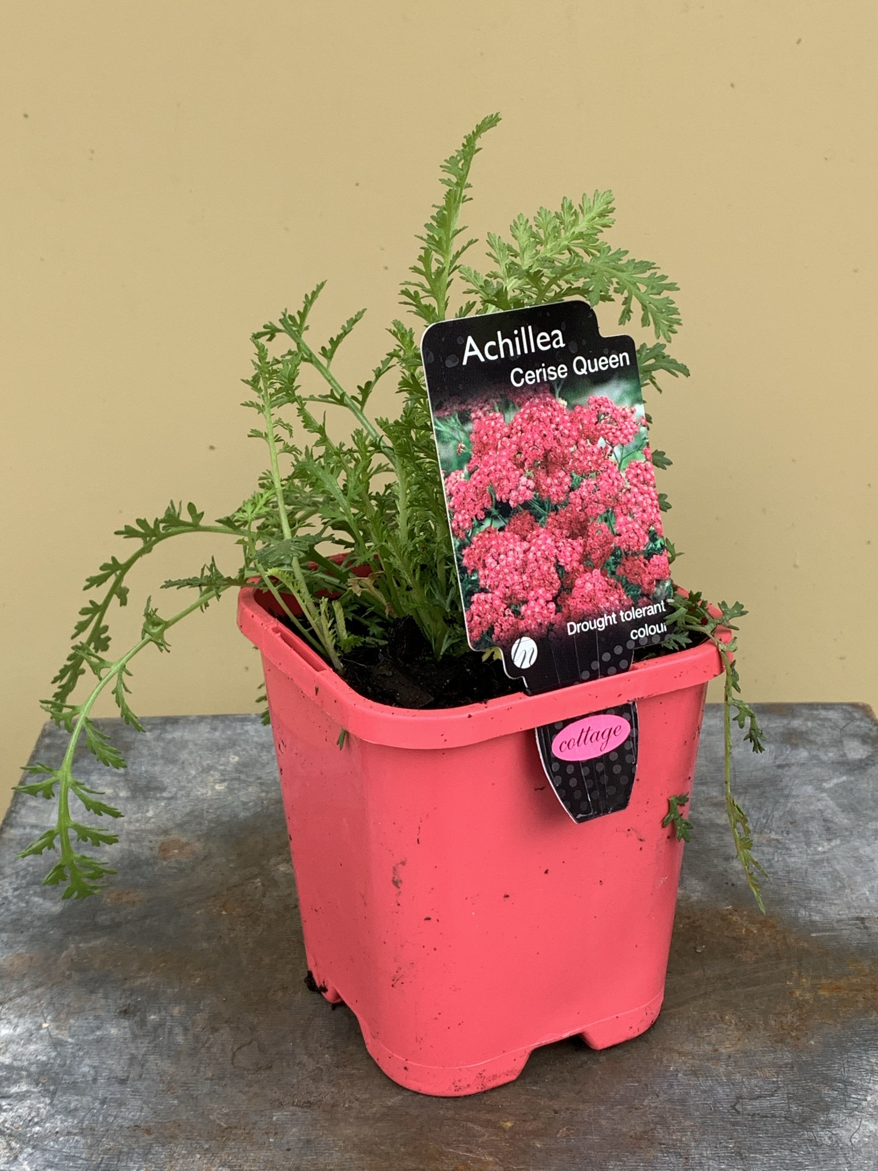 Cerise Queen Yarrow (Achillea millefolium) - Perennial Flower Seeds for Butterfly Gardens & Drought-Resistant Landscaping