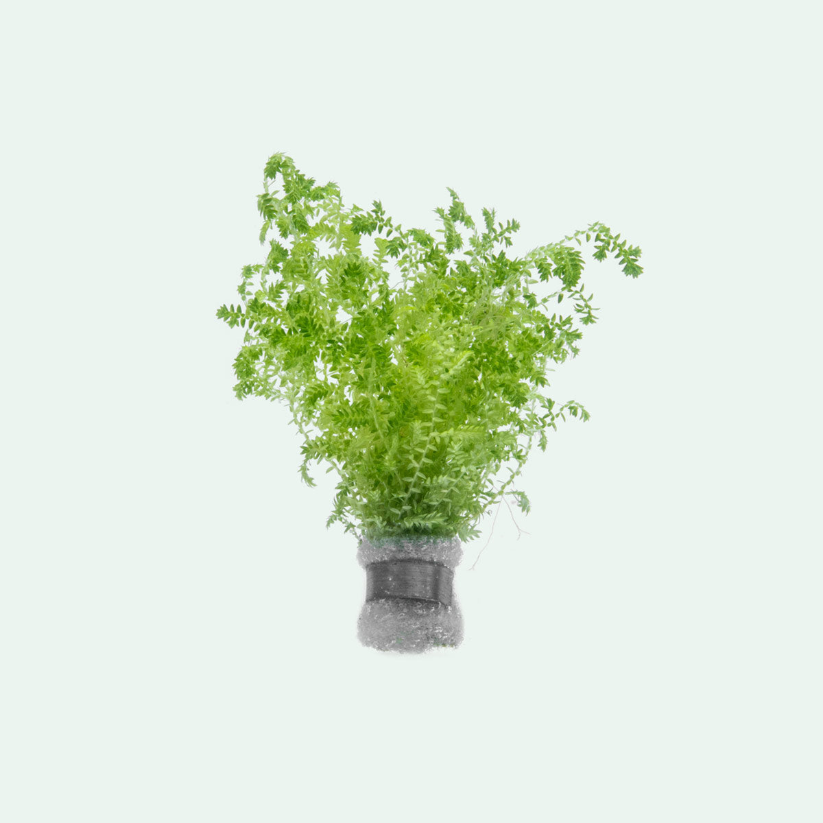 Selaginella Uncinata (Peacock Moss) - Live Plant for Terrariums, Fairy Gardens & Indoor Decor | Easy-Care Air Purifying Houseplant
