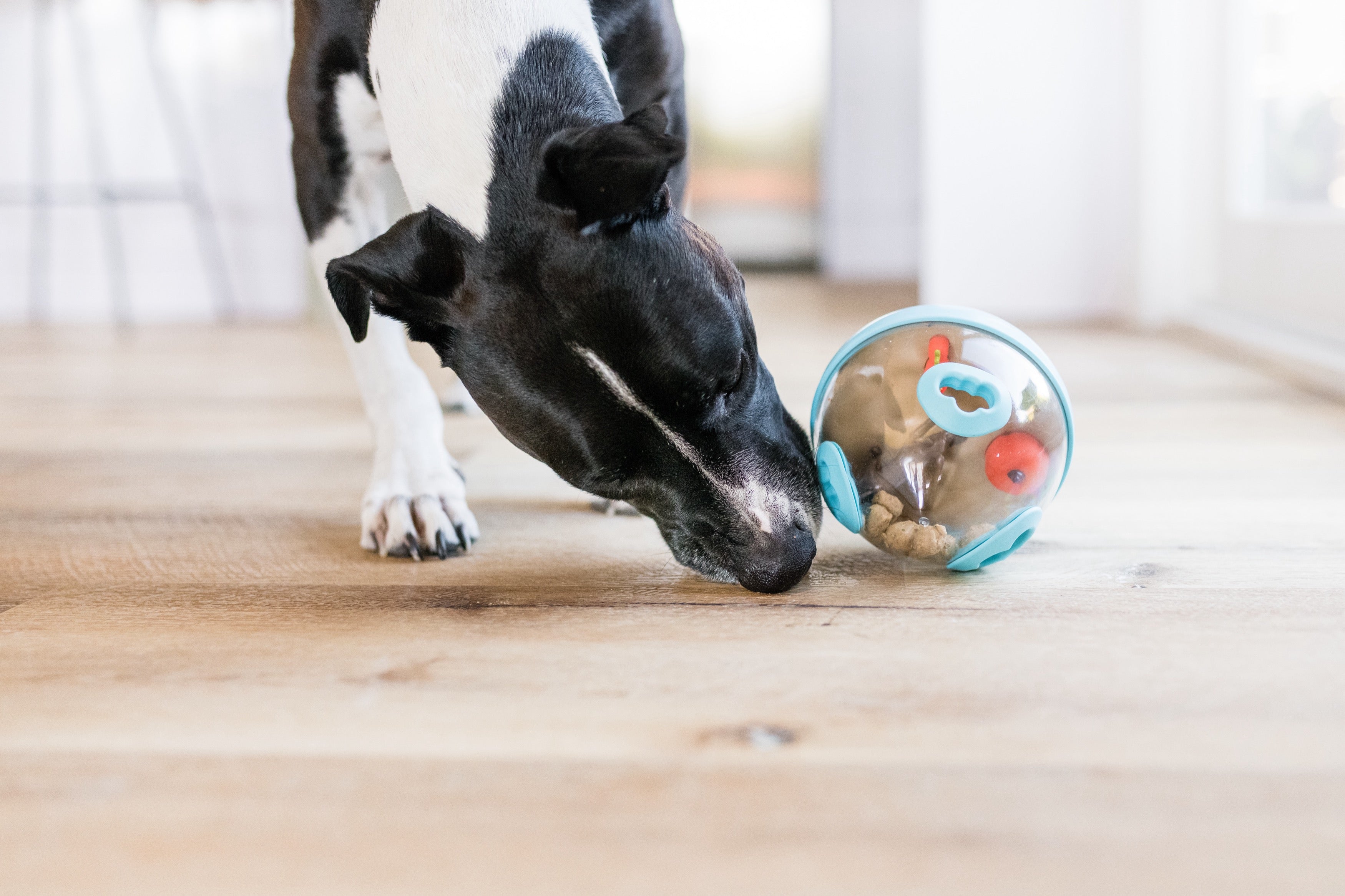 Wobble Ball Interactive Dog Treat Dispenser Toy - Blue | Pet P.L.A.Y. - Fun Puzzle Feeder for Small & Medium Dogs, Perfect for Mealtime Enrichment & Mental Stimulation