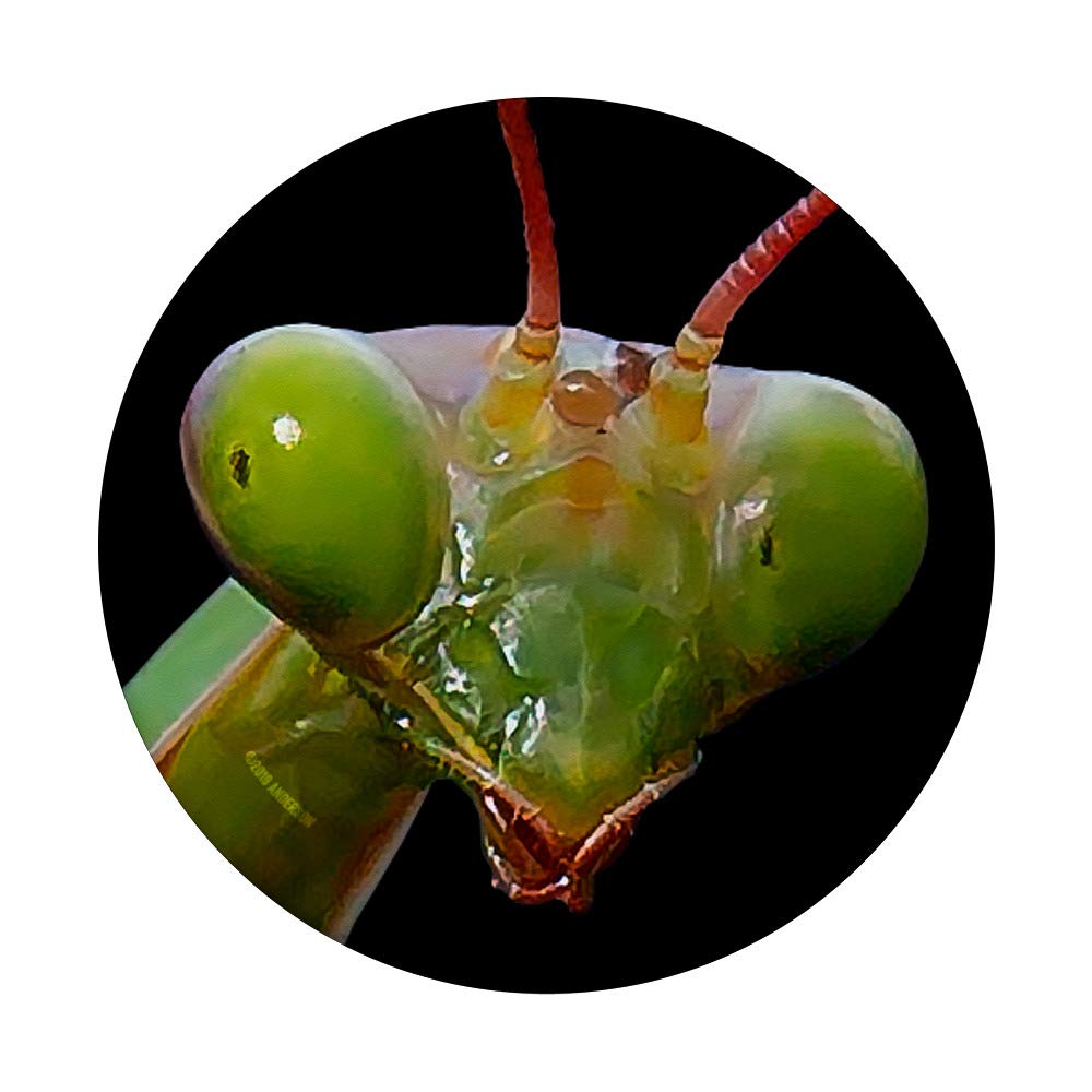 Green Praying Mantis PopSockets Phone Grip & Stand - Expandable Phone Holder for iPhone, Samsung Galaxy - Perfect for Selfies, Video Calls & Secure Grip