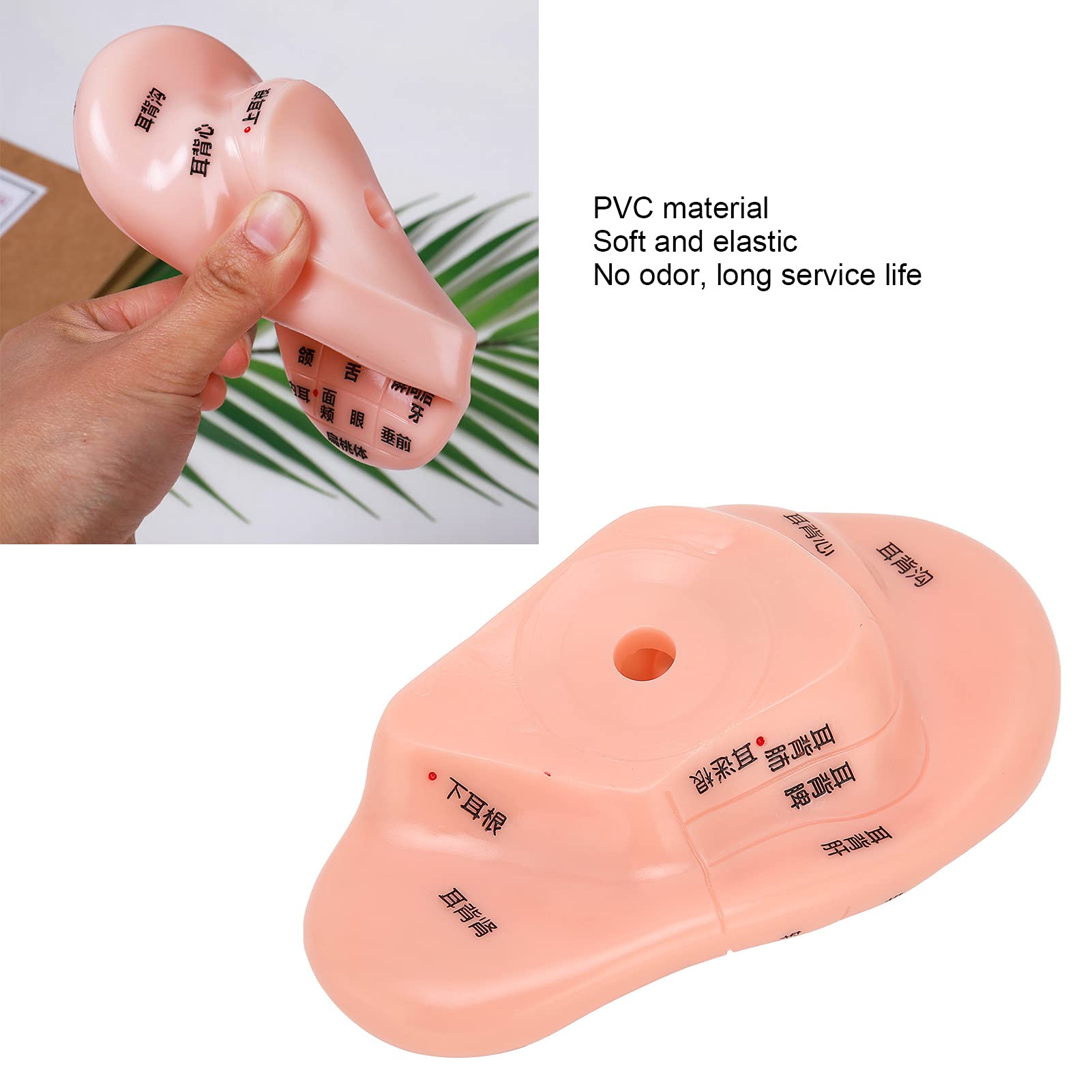 ZJchao Human Ear Acupuncture Model - Detailed Ear Acupoint Learning Display with 120+ Pressure Points, Perfect for Acupuncture Training, Massage Therapy & TCM Education - Ideal for Classrooms, Clinics and Self-Study