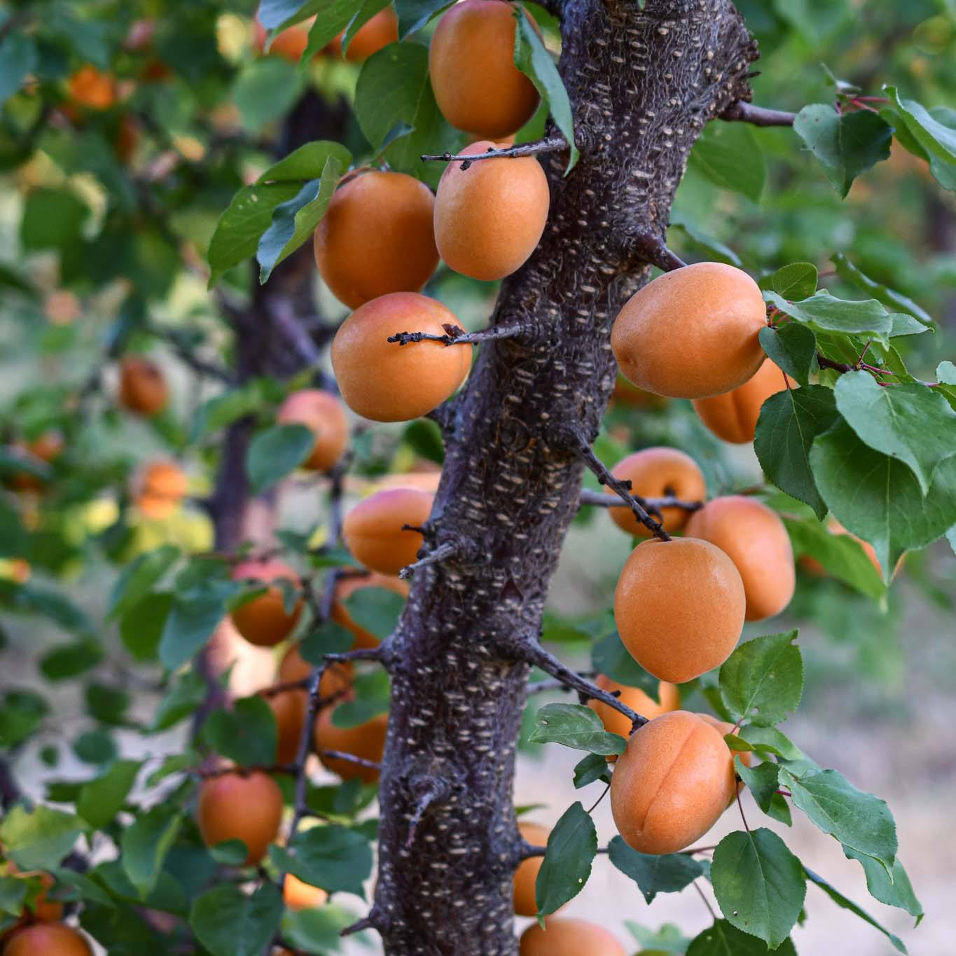 Organic Goshen Gold Apricots - Sweet Dried Fruit Snacks | Pre-Order Now for Spring 2025 Delivery | Perfect for Healthy Snacking, Baking & Gift Baskets