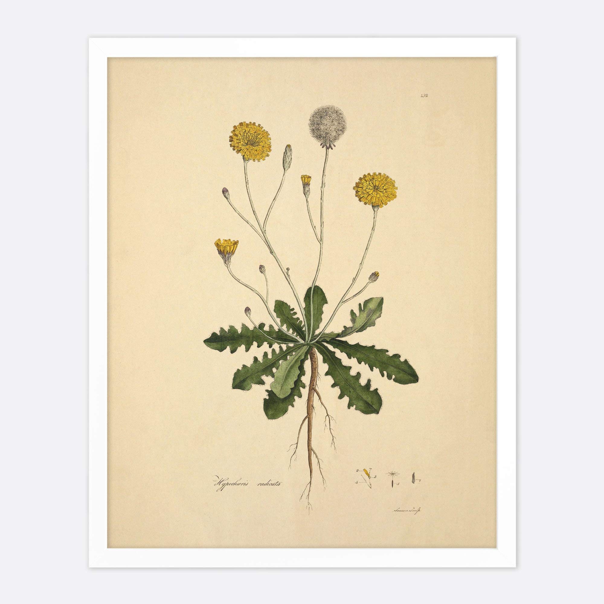11x14 Inch Dandelion Botanical Art Print - Cottage Core Farmhouse Wall Decor, Floral Poster for Living Room, Bedroom & Office