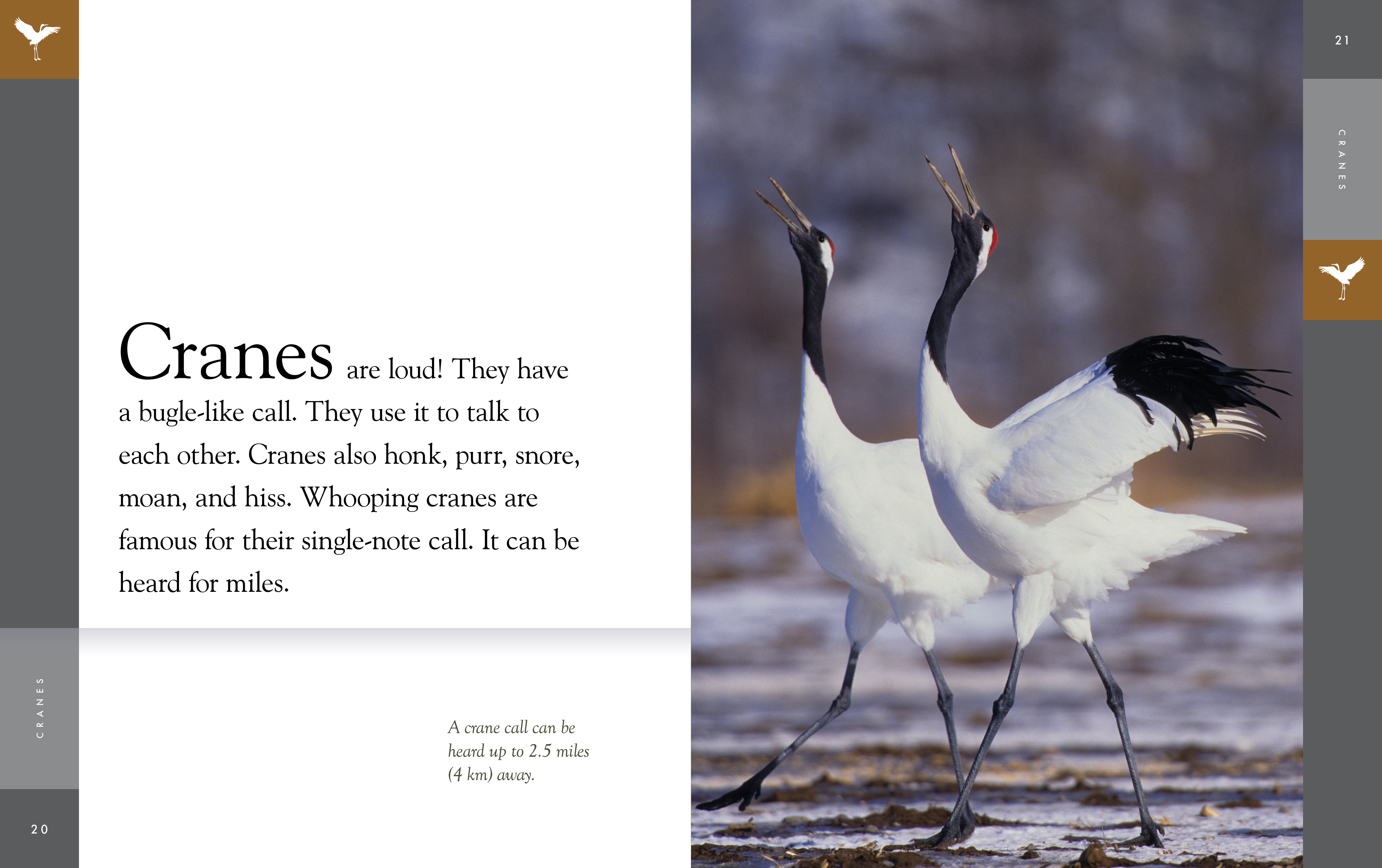 2025 Amazing Cranes: Stunning Wildlife Photography & Bird Watching Guide | Perfect for Nature Lovers & Outdoor Enthusiasts