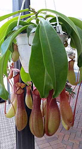 Alata Pitcher Plant - Carnivorous Plant for Home & Garden Decor - Perfect for Indoor Terrariums and Outdoor Bug Control
