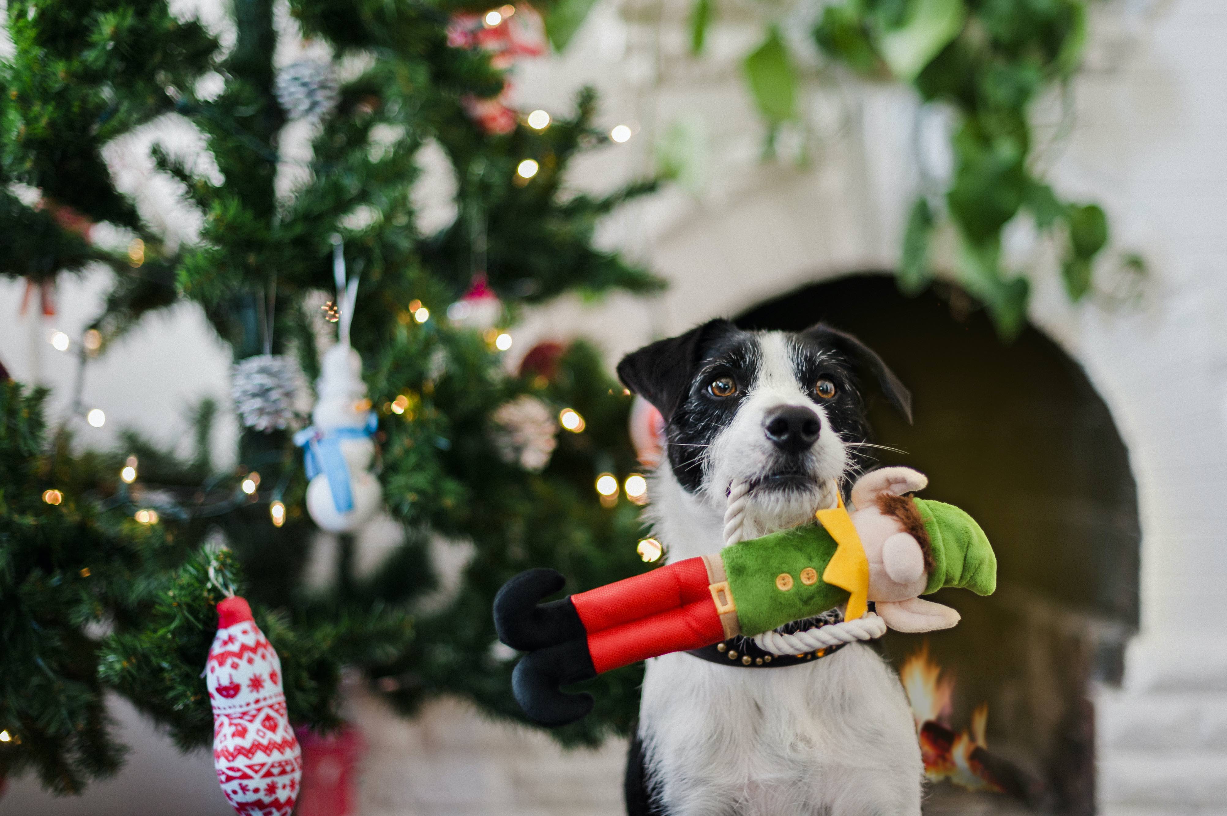 P.L.A.Y. Merry Woofmas Dog Plush Toy - Santa's Little Elf Christmas Pet Gift for Dogs | Perfect for Holiday Playtime & Cuddling