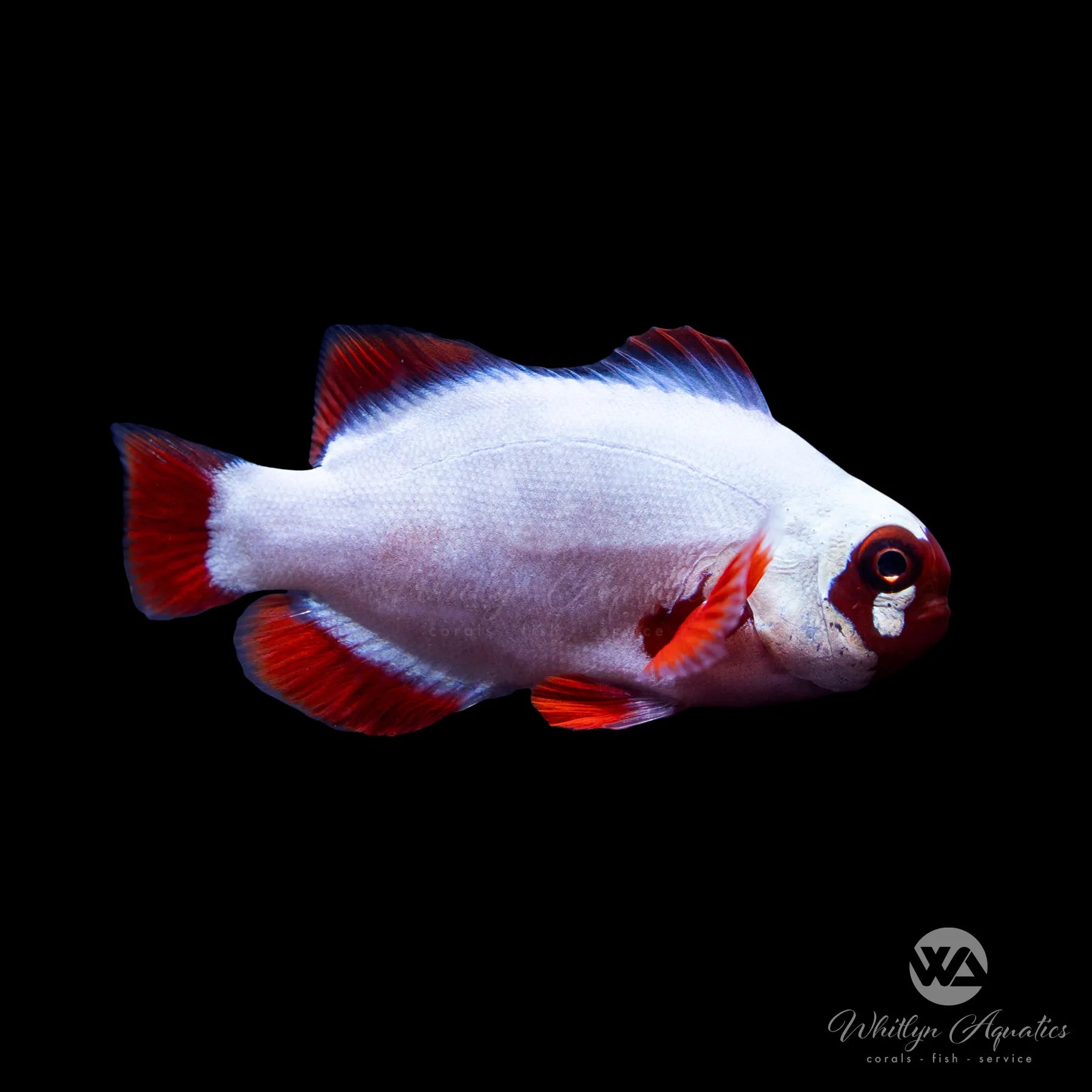 Premium Gold Nugget Maroon Clownfish (Premnas Biaculeatus) - Saltwater Aquarium Fish for Reef Tanks & Marine Aquariums