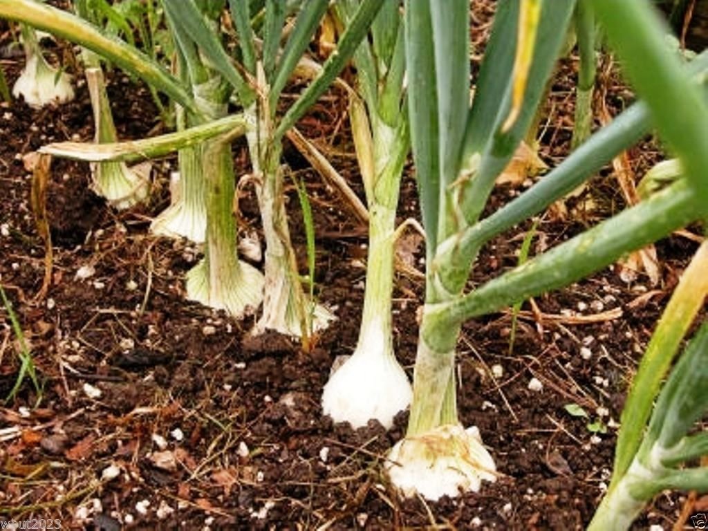Sweet Yellow Spanish Utah Jumbo Onion Seeds - Heirloom Non-GMO Bulk Pack for Home Gardening, Organic Vegetable Planting & Culinary Use