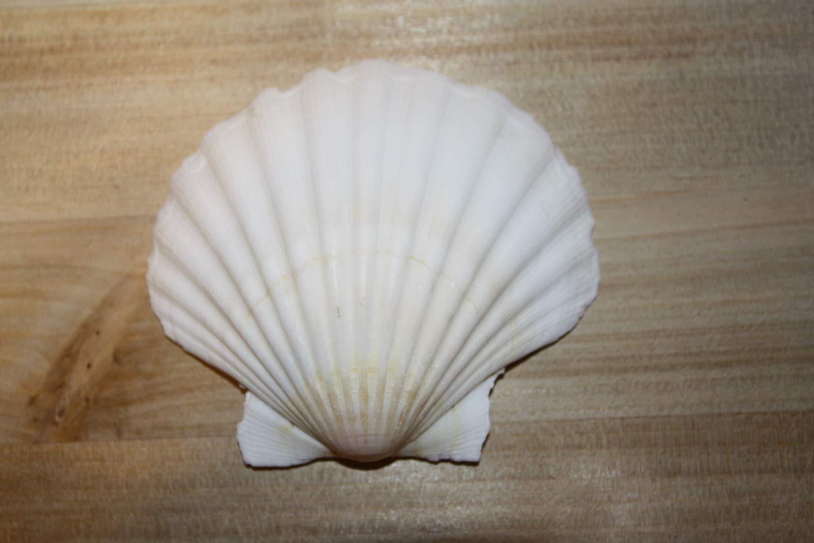 40-Piece Irish Seashell Cup Set | 3.75
