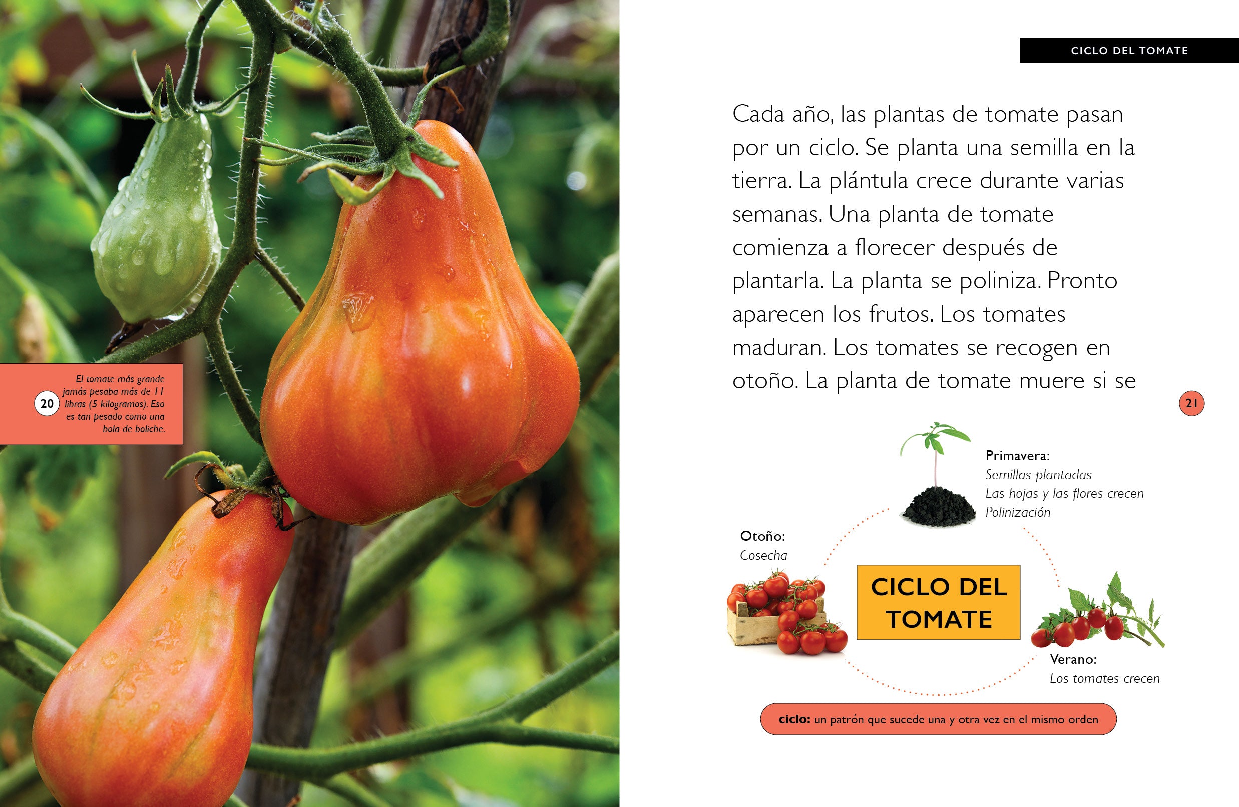 Fresh Organic Tomatoes for Sale - Premium Quality, Non-GMO, Farm to Table - Perfect for Salads, Sauces, and Healthy Cooking