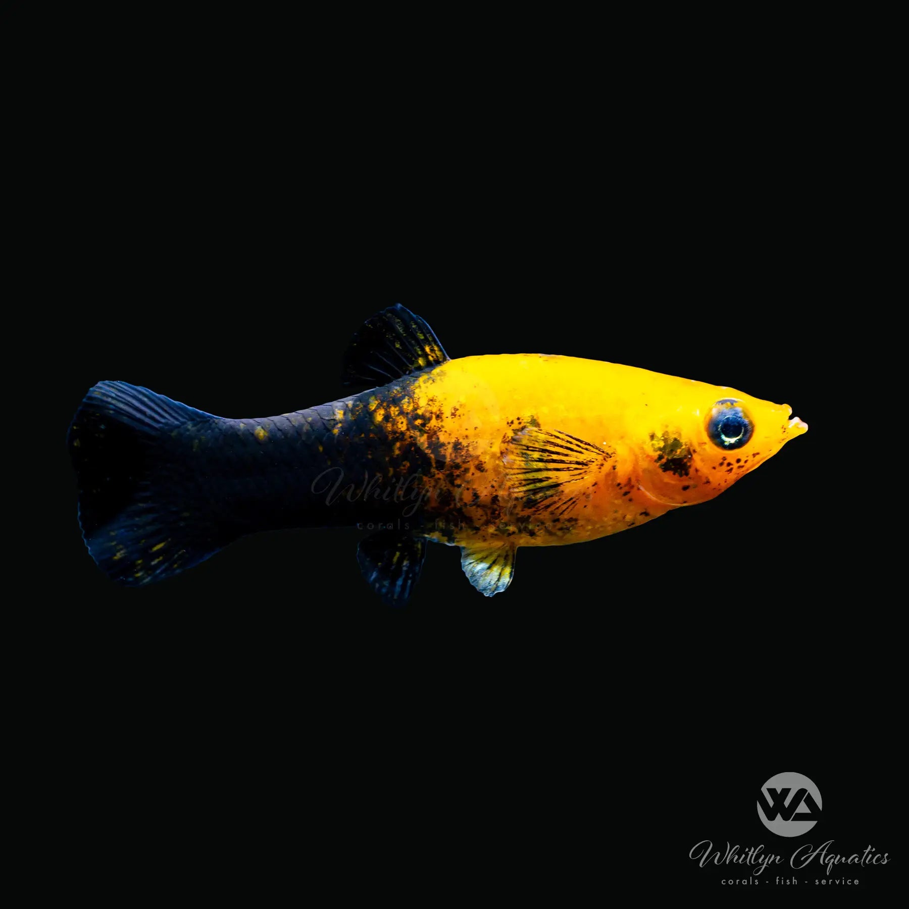 Premium Black Molly Fish (Poecilia Sphenops) - Live Aquarium Fish for Freshwater Tanks, Aquascaping & Community Aquariums