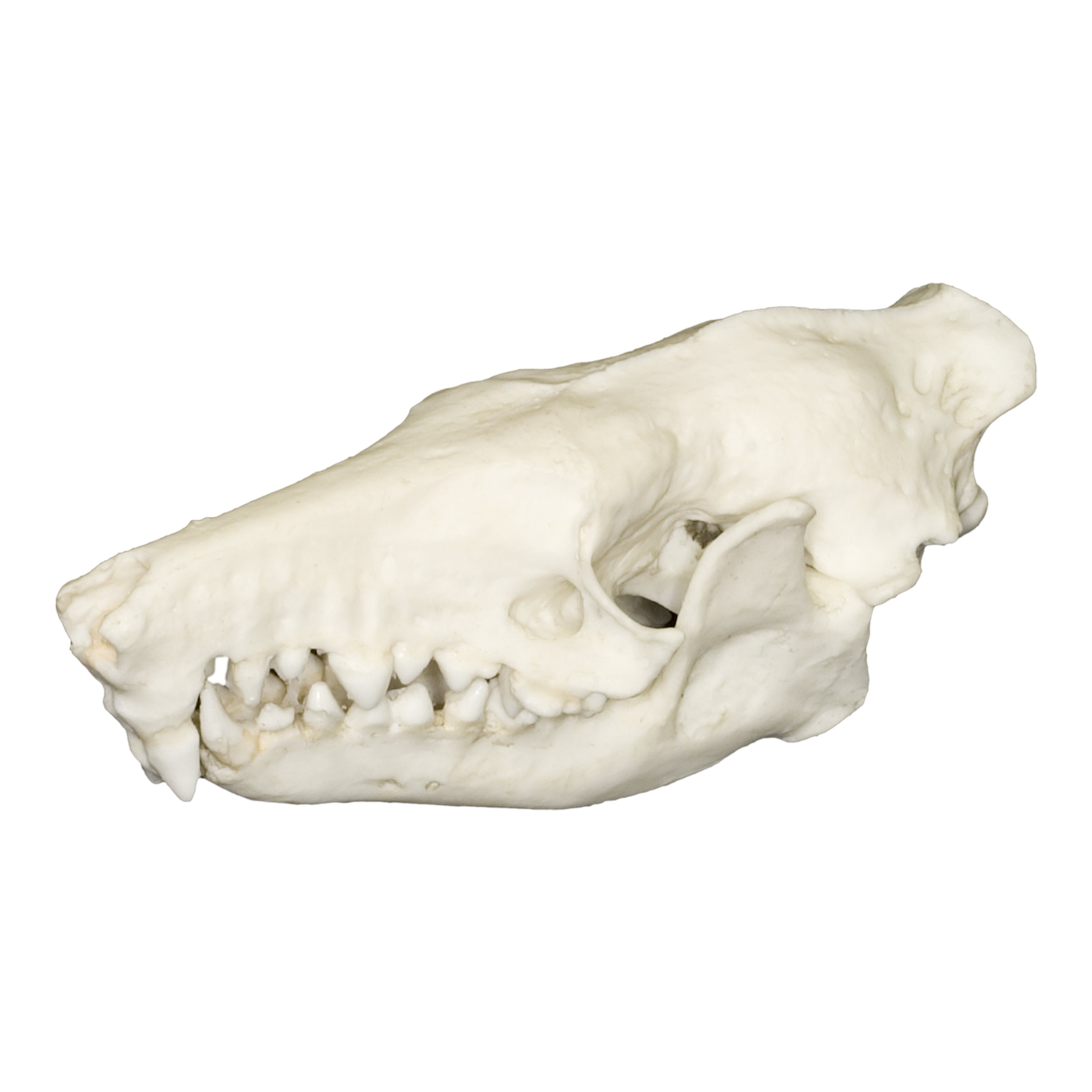 Authentic Replica Haitian Solenodon Skull - Rare Collectible Animal Skull for Science Education, Home Decor & Halloween Props - Perfect for Biology Classrooms, Gothic Decor & Natural History Displays