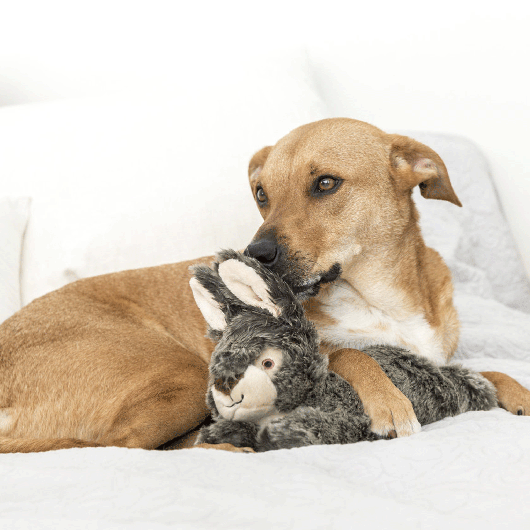 Fluff & Tuff Walter Wabbit Dog Toy - Durable Plush Chew Toy for Small & Medium Dogs - Perfect for Fetch, Tug-of-War & Cuddling Playtime