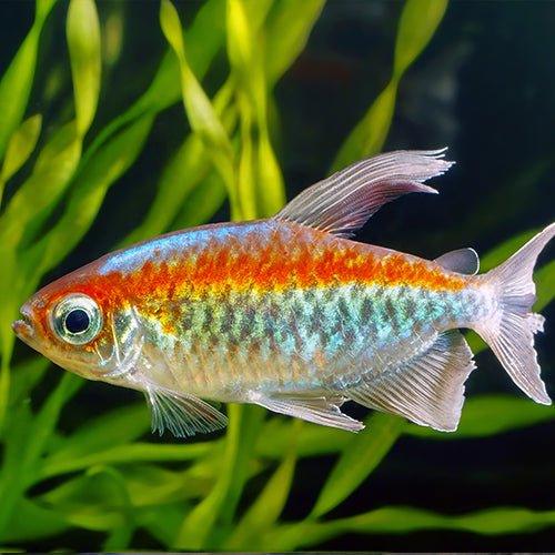 Premium Congo Tetra Fish (Phenacogrammus interruptus) - Vibrant Freshwater Aquarium Fish for Community Tanks & Planted Aquascapes
