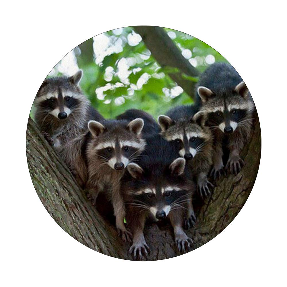 Cute Raccoon Family Pet Forest Animal PopSockets PopGrip - Swappable Phone & Tablet Grip for iPhone, Samsung - Perfect for Outdoor Adventures, Hiking & Nature Lovers