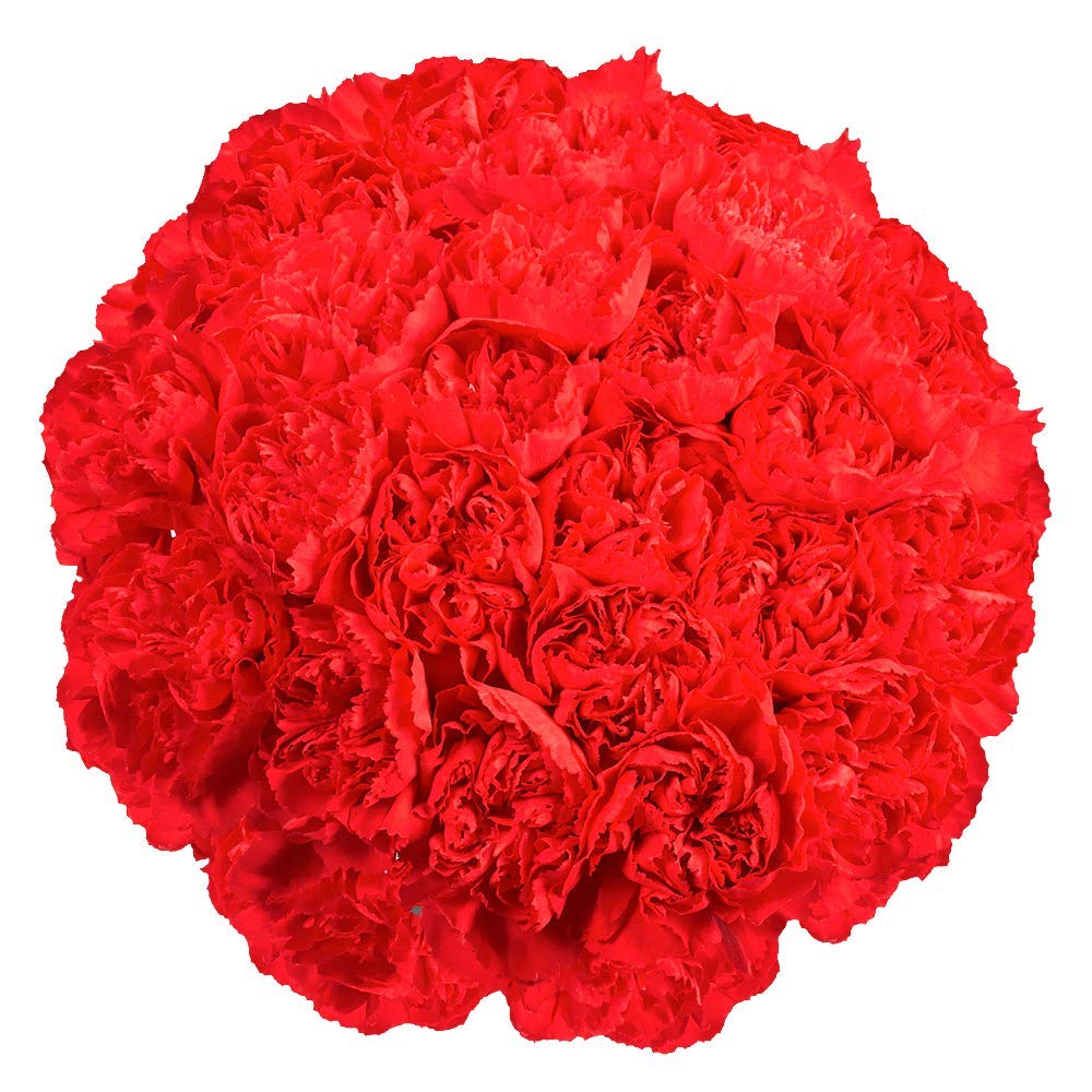 200 Fresh Cut Red Carnations - Long Lasting Flowers for Bouquets, Weddings & Special Occasions - Perfect Romantic Gift for Valentine's Day, Anniversary & Mother's Day