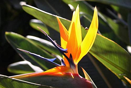 Exotic Strelitzia Reginae Seeds - Bird of Paradise Flower Plants for Indoor & Outdoor Gardening | Tropical Perennial Blooms for Home Decor, Landscaping & Gift Giving