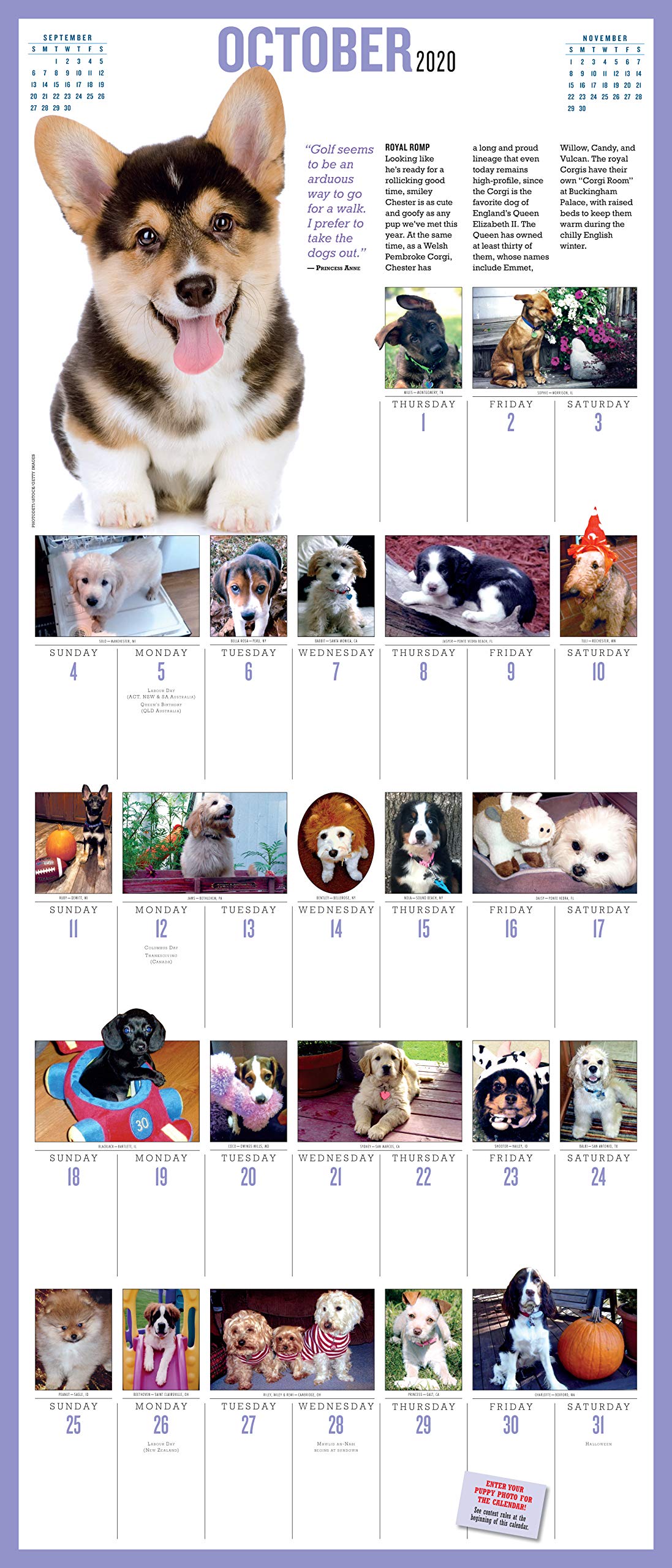 2020 Puppies Daily Wall Calendar - 365 Adorable Puppy Pictures for Dog Lovers | Perfect for Home, Office & Gift Giving